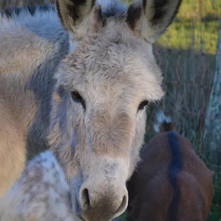 Le Bois De Lafon * Frayssinhes