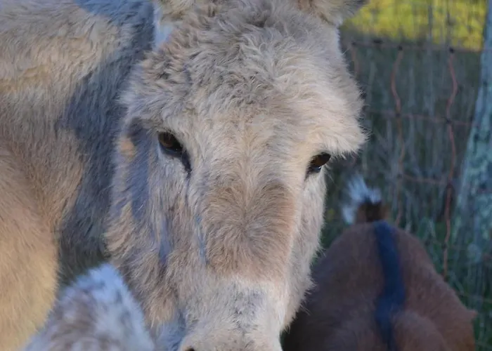 Le Bois De Lafon * Frayssinhes